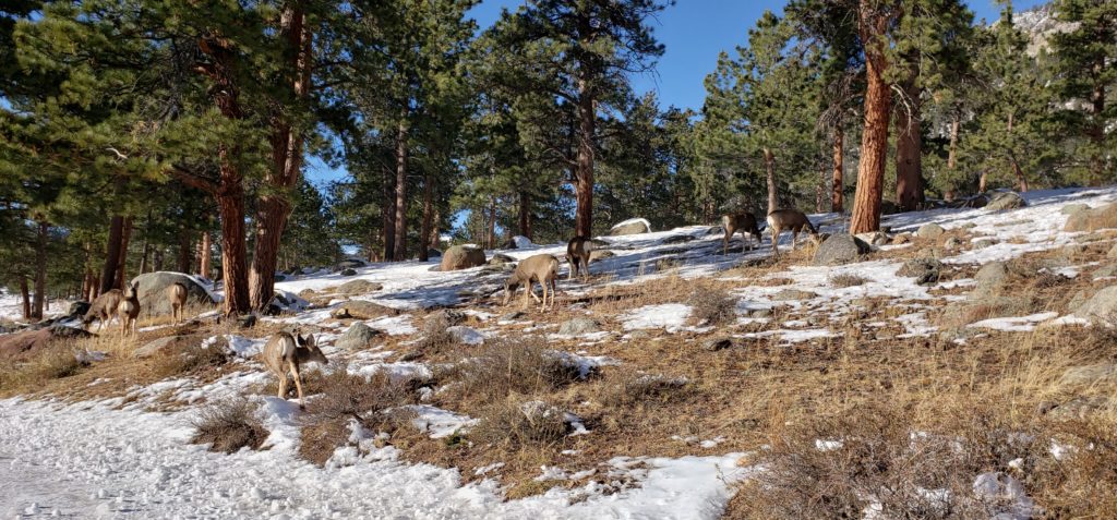 Mule Deer, Rocky Mtn National Park, CO