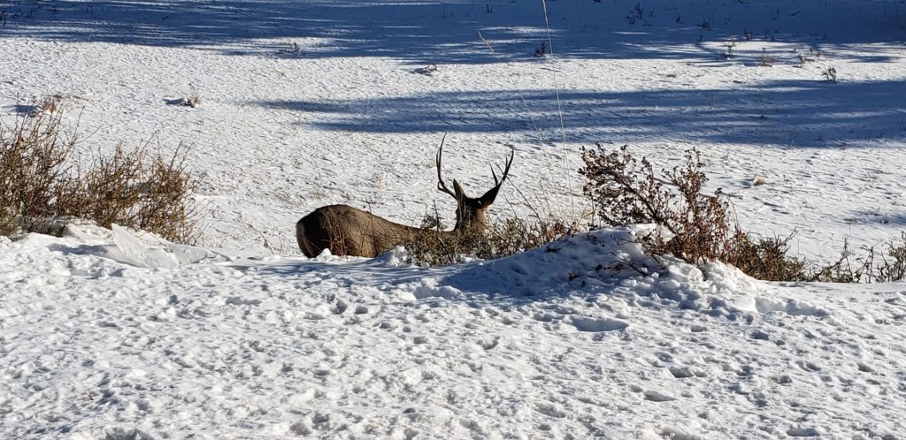 Wildlife, Rocky Mountain National Park, CO