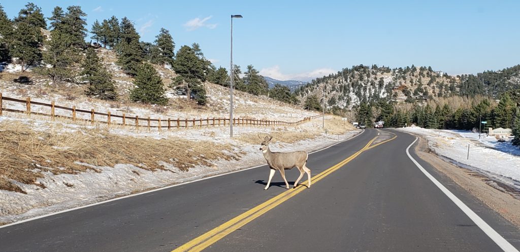 Mule Deer, Travel Rocky Mtn National Park, CO