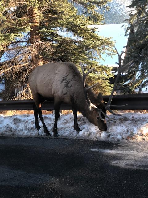 Wildlife, Rocky Mountain National Park